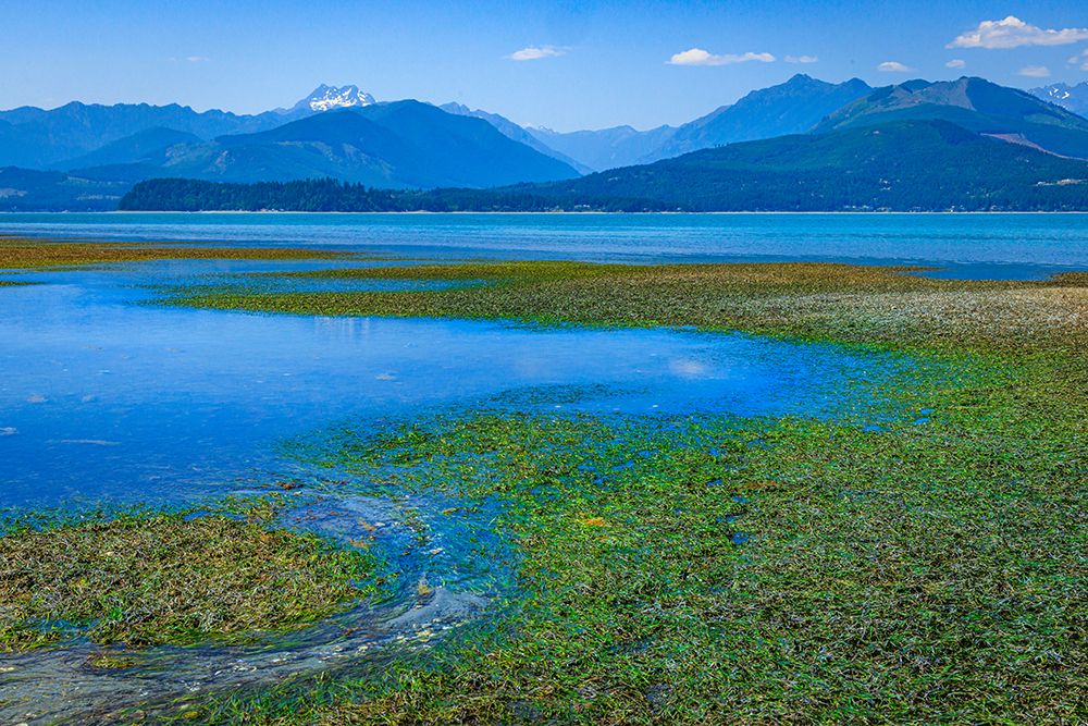USA, Washington State, Seabeck. Low tide on Hood Canal exposes eel grass. art print by Jaynes Gallery for $57.95 CAD