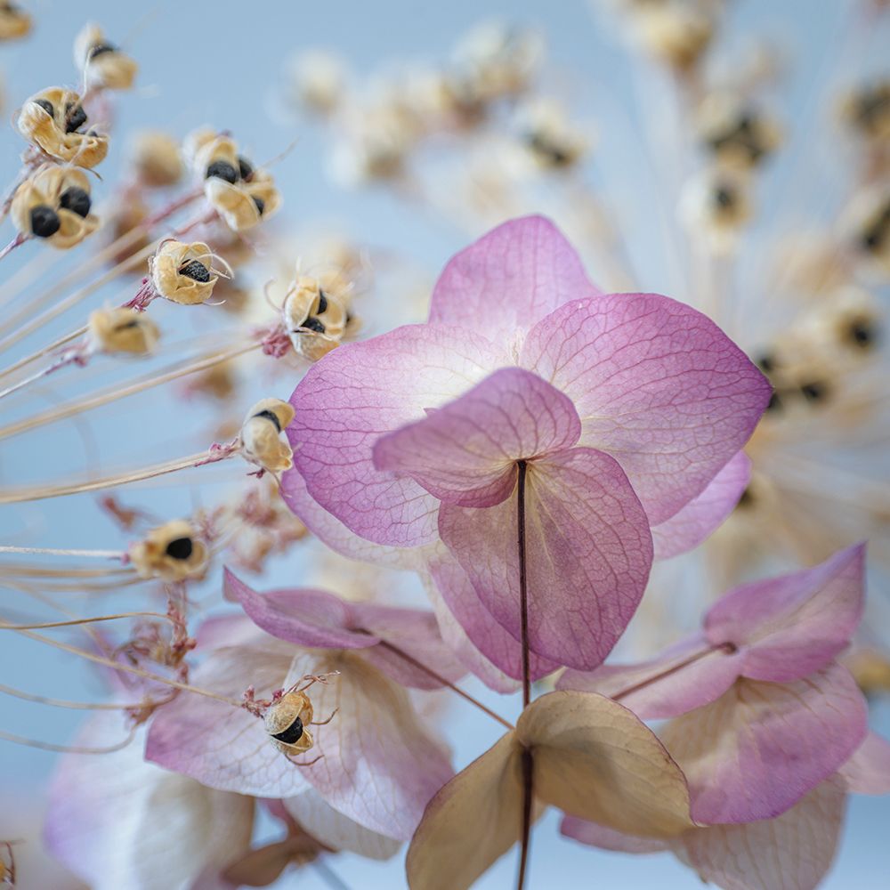 USA, Washington State, Seabeck. Ornamental oregano flowers and allium seed heads. art print by Jaynes Gallery for $57.95 CAD