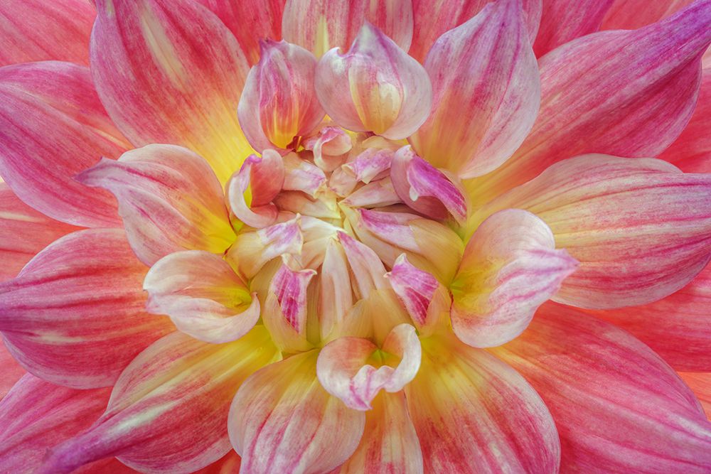 USA, Washington State, Seabeck. Close-up of dahlia flower. art print by Jaynes Gallery for $57.95 CAD