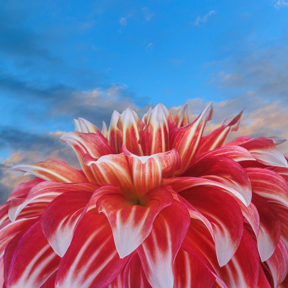 USA, Washington State, Seabeck. Red dahlia flower and blue sky. art print by Jaynes Gallery for $57.95 CAD