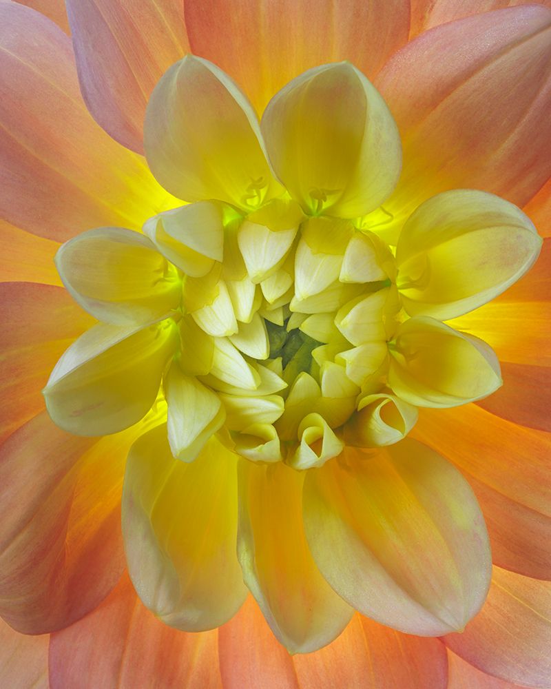 USA, Washington State, Seabeck. Close-up of backlit dahlia flower. art print by Jaynes Gallery for $57.95 CAD