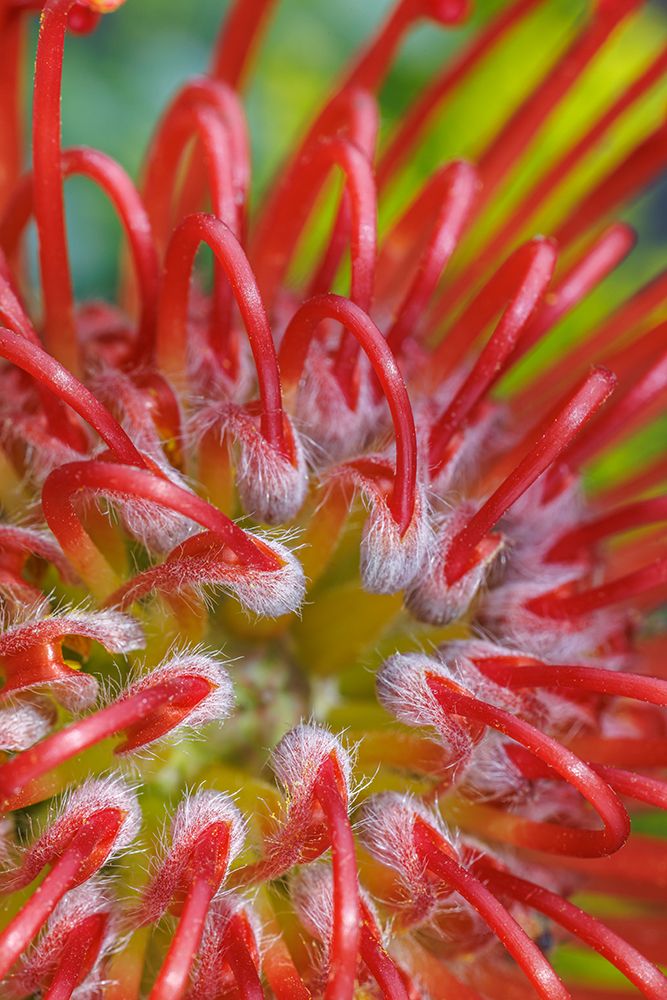 USA, Washington State, Seabeck. Close-up of nodding pincushion flower. art print by Jaynes Gallery for $57.95 CAD
