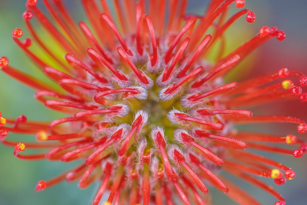 USA, Washington State, Seabeck. Close-up of nodding pincushion flower. art print by Jaynes Gallery for $57.95 CAD