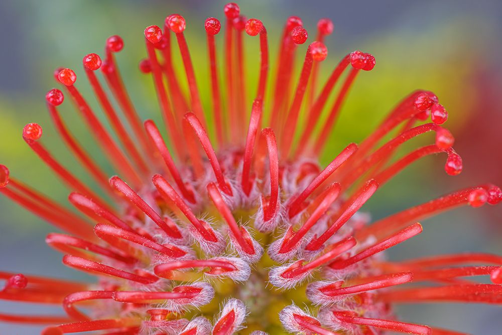 USA, Washington State, Seabeck. Close-up of nodding pincushion flower. art print by Jaynes Gallery for $57.95 CAD