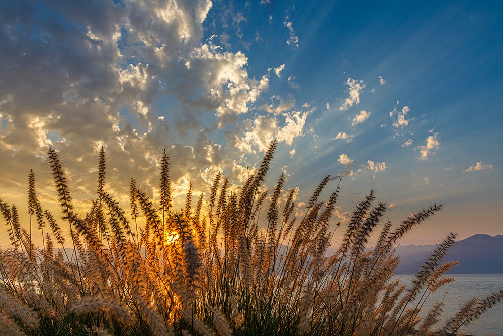USA, Washington State, Seabeck. Ornamental  grasses at sunset. art print by Jaynes Gallery for $57.95 CAD