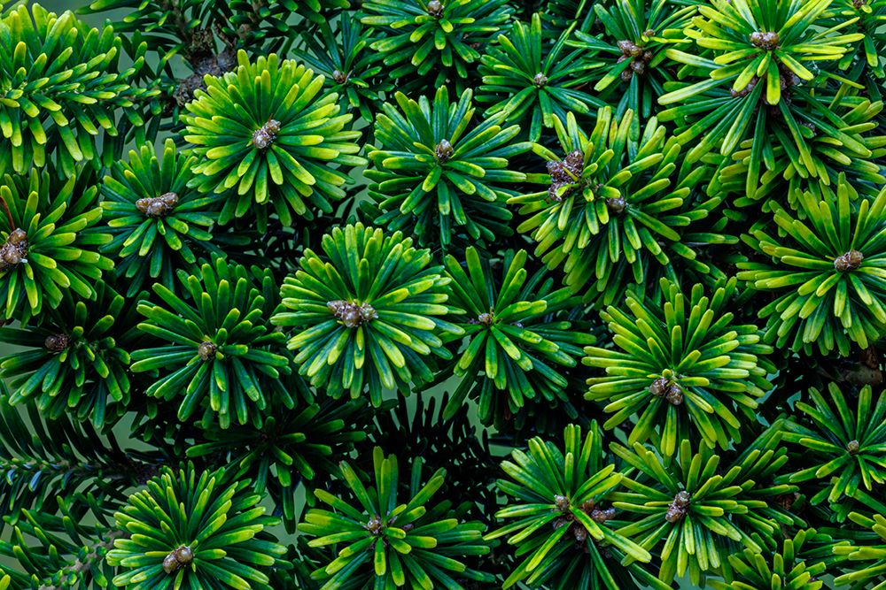 USA, Washington State, Seabeck. Korean fir plant close-up. art print by Jaynes Gallery for $57.95 CAD
