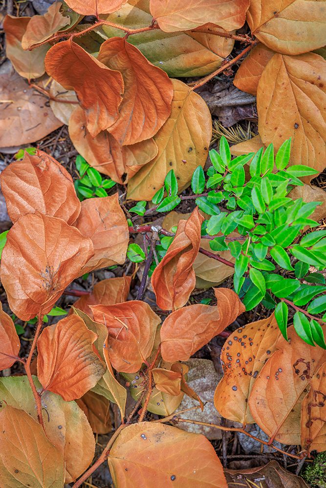 USA, Washington State, Seabeck. Madrone leaves surround a huckleberry bush. art print by Jaynes Gallery for $57.95 CAD