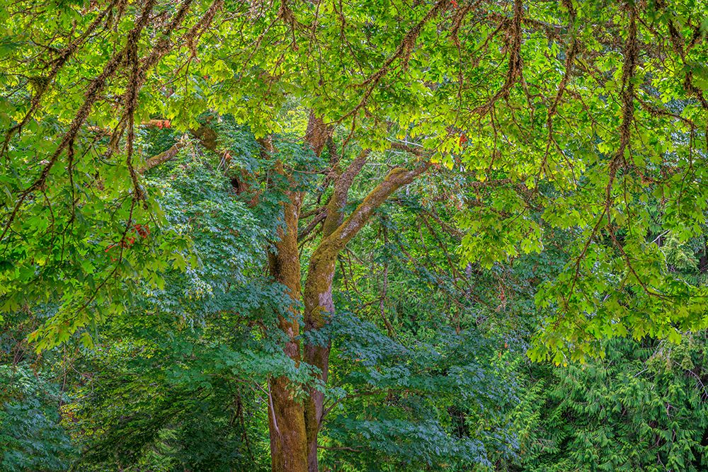 USA, Washington State, Scenic Beach State Park. Forest with big leaf maple trees. art print by Jaynes Gallery for $57.95 CAD