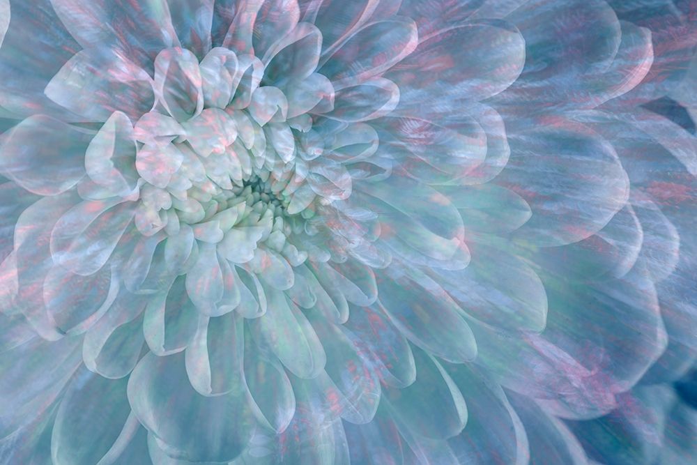 USA, Washington State, Seabeck. Close-up of white dahlia flower. art print by Jaynes Gallery for $57.95 CAD