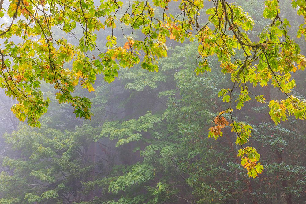 USA, Washington State, Seabeck. Bigleaf maple tree in autumn on foggy morning. art print by Jaynes Gallery for $57.95 CAD