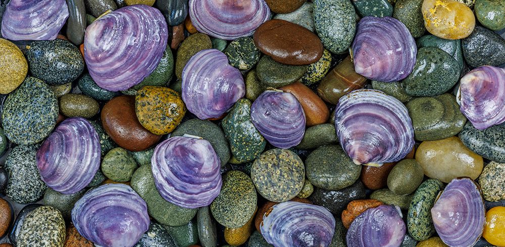 USA, Washington State, Seabeck. Panoramic of beach rocks and mahogany clam shells. art print by Jaynes Gallery for $57.95 CAD
