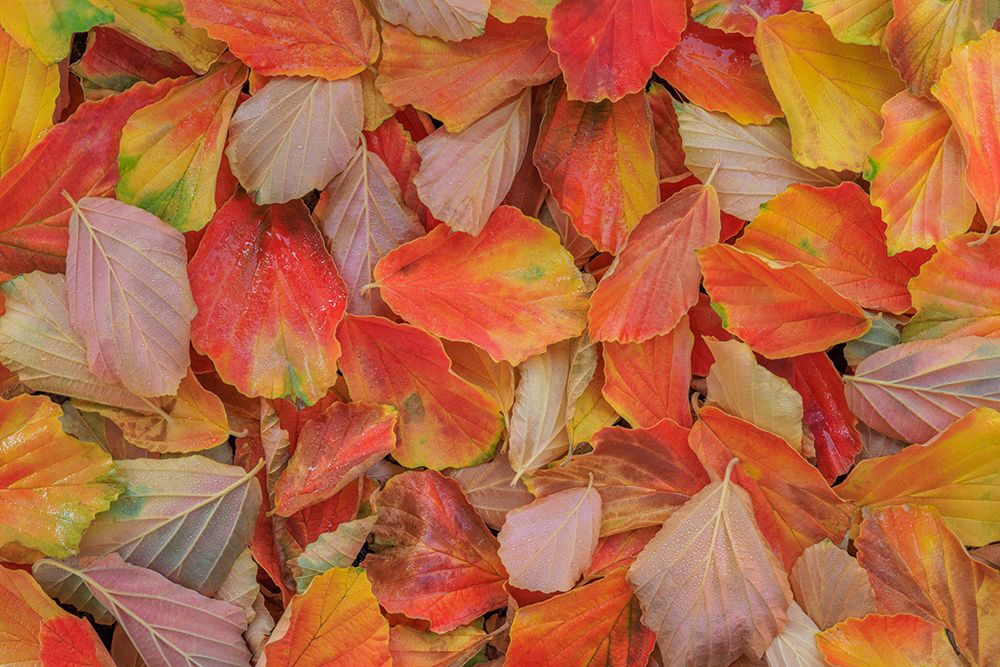 USA, Washington State, Seabeck. Fallen witch hazel leaves in autumn. art print by Jaynes Gallery for $57.95 CAD