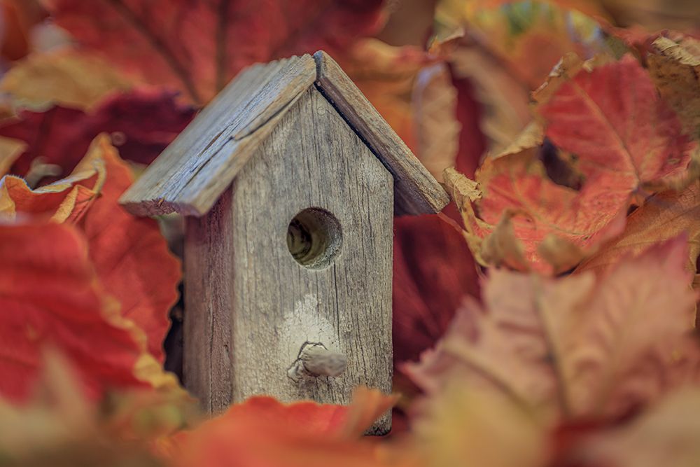 USA, Washington State, Seabeck. Tiny bird  house among fall leaves. art print by Jaynes Gallery for $57.95 CAD