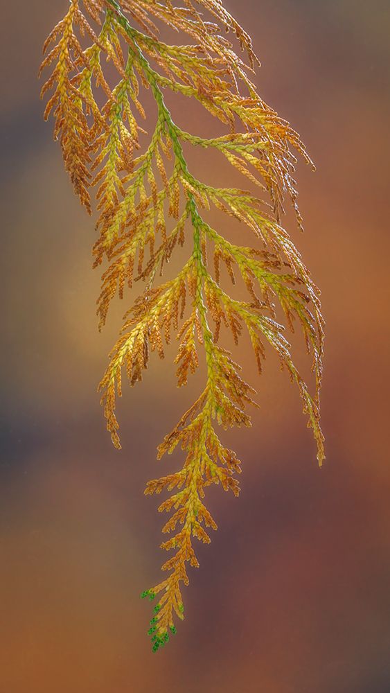 USA, Washington State, Seabeck. Cedar bough in early autumn. art print by Jaynes Gallery for $57.95 CAD