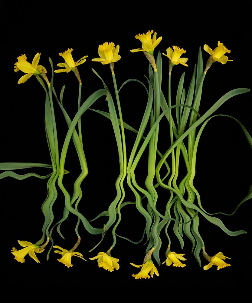 USA, Washington State, Seabeck. Daffodils reflection on black background. art print by Jaynes Gallery for $57.95 CAD