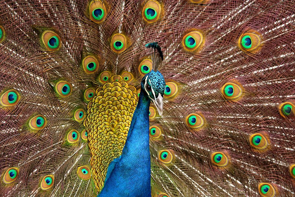 USA, Washington State, Tacoma. Close-up of displaying peacock at Point Defiance Zoo. art print by Jaynes Gallery for $57.95 CAD
