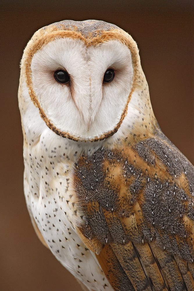 USA, Washington State, Tacoma. Close-up of barn owl at Point Defiance Zoo. art print by Jaynes Gallery for $57.95 CAD