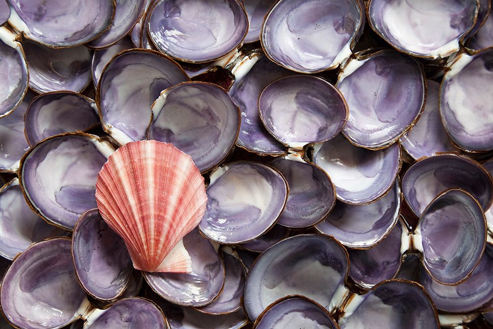 USA, Washington State, Seabeck. Close-up of scallop and clam shells. art print by Jaynes Gallery for $57.95 CAD