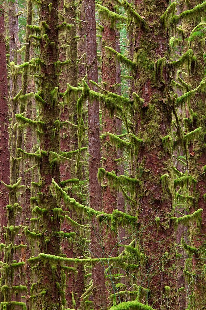 USA, Washington State, Hoh River Trust. Sitka spruce trees with moss. art print by Jaynes Gallery for $57.95 CAD