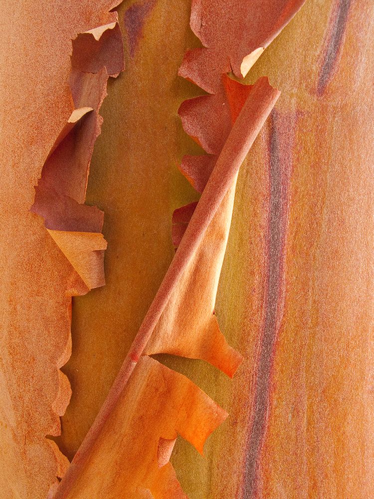 USA, Washington State, San Juan Islands. Peeling madrone bark close-up. art print by Jaynes Gallery for $57.95 CAD