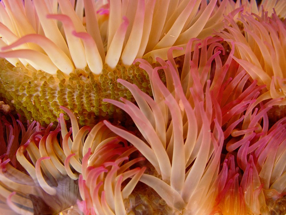 USA, Washington State, San Juan Islands. Close-up of sea anemone off Patos Island. art print by Jaynes Gallery for $57.95 CAD