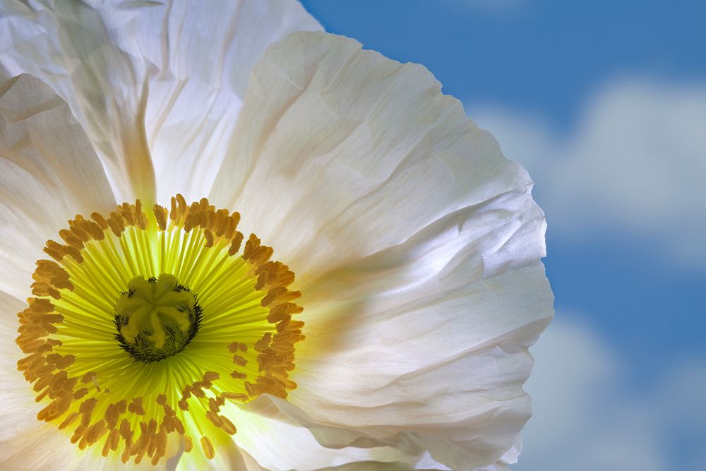 USA, Washington State, Seabeck. White poppy flower close-up. art print by Jaynes Gallery for $57.95 CAD