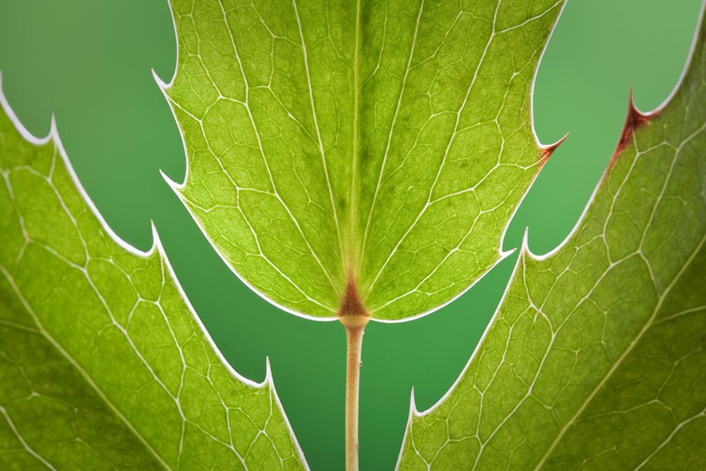 USA, Washington State, Seabeck. Close-up of Oregon grape leaves. art print by Jaynes Gallery for $57.95 CAD