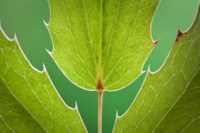 Botanical prints and posters