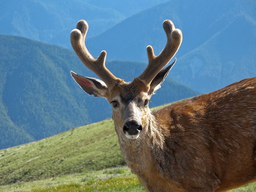 USA, Washington State, Olympic National Park. Close-up of male deer. deer art print by Jaynes Gallery for $57.95 CAD