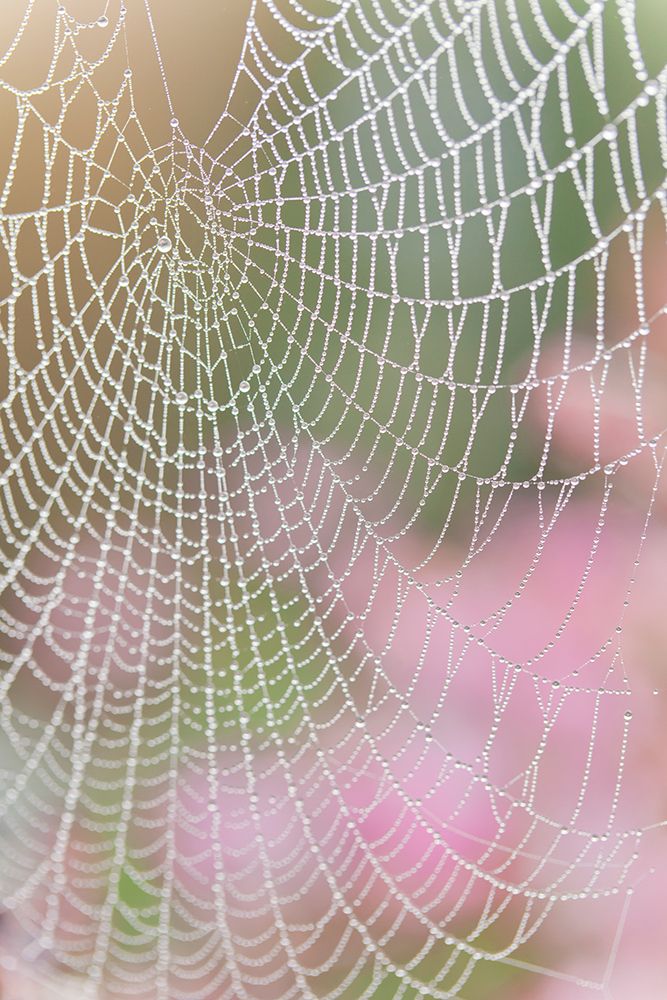 USA, Washington State, Seabeck. Spider web outlined in sunrise dew. art print by Jaynes Gallery for $57.95 CAD