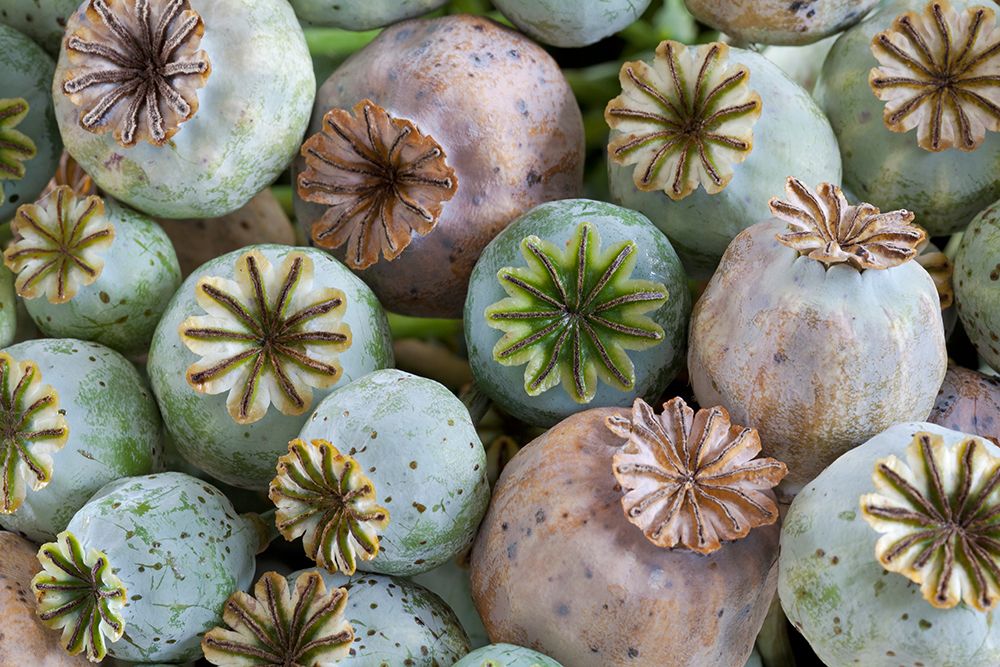 USA, Washington State, Seabeck. Close-up of poppy seedheads. art print by Jaynes Gallery for $57.95 CAD