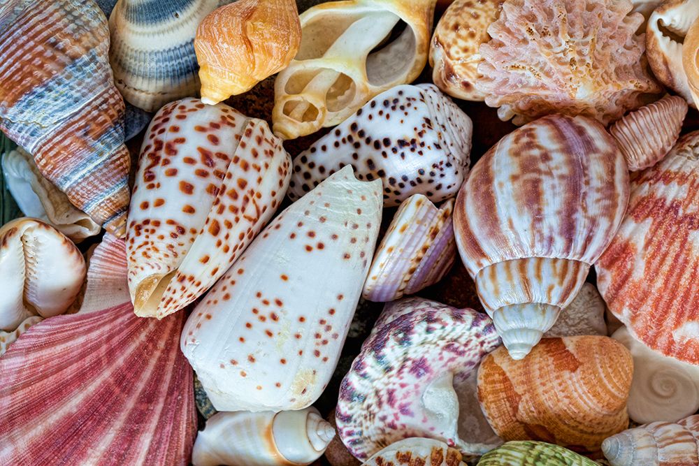 USA, Washington State, Seabeck. Close-up of variety of seashells. art print by Jaynes Gallery for $57.95 CAD