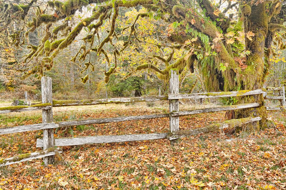 USA, Washington State, Olympic National Park. Wooden fence and moss-covered trees in autumn. art print by Jaynes Gallery for $57.95 CAD
