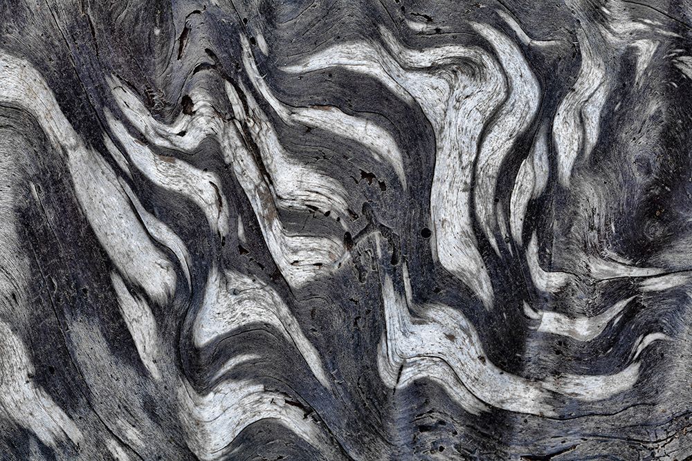 USA, Washington State, Olympic National Park. Black and white close-up of patterns in driftwood. art print by Jaynes Gallery for $57.95 CAD
