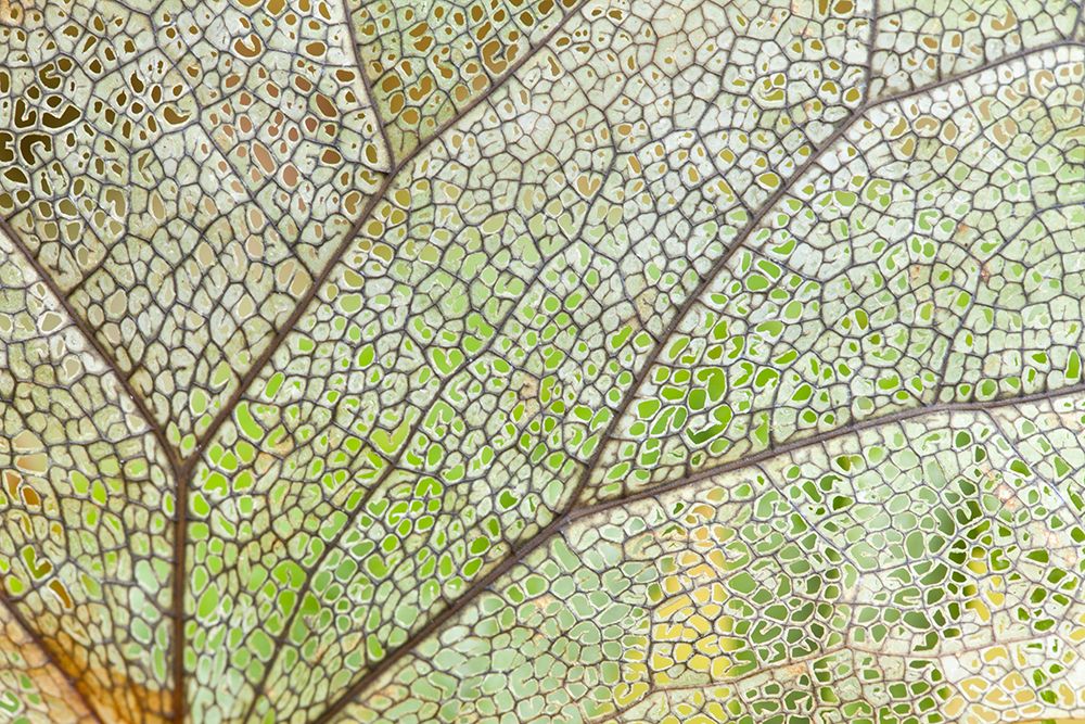 USA, Washington State, Olympic National Park. Close-up of skeletonized leaf pattern. art print by Jaynes Gallery for $57.95 CAD