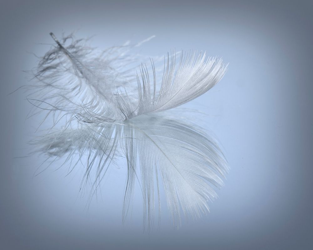 USA, Washington State, Seabeck. Close-up of floating feather in water. art print by Jaynes Gallery for $57.95 CAD