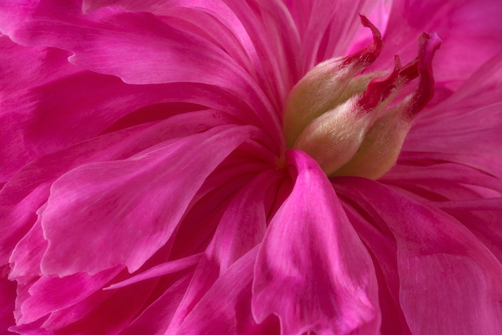 USA, Washington State, Seabeck. Pink peony blossom close-up. art print by Jaynes Gallery for $57.95 CAD