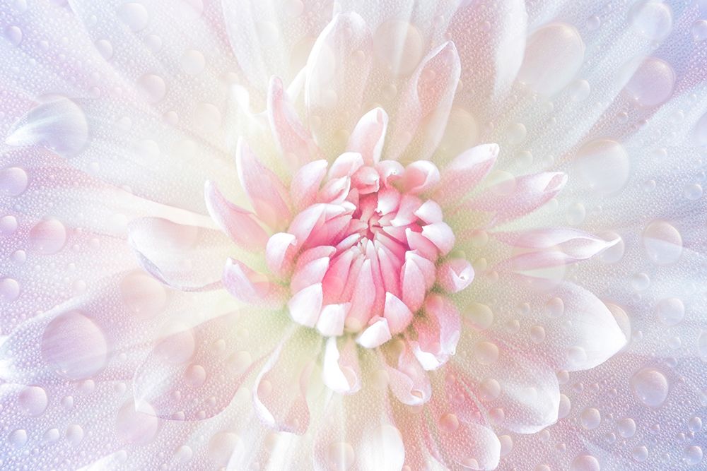 USA, Washington State, Seabeck. Close-up of dahlia flower with water drops. art print by Jaynes Gallery for $57.95 CAD