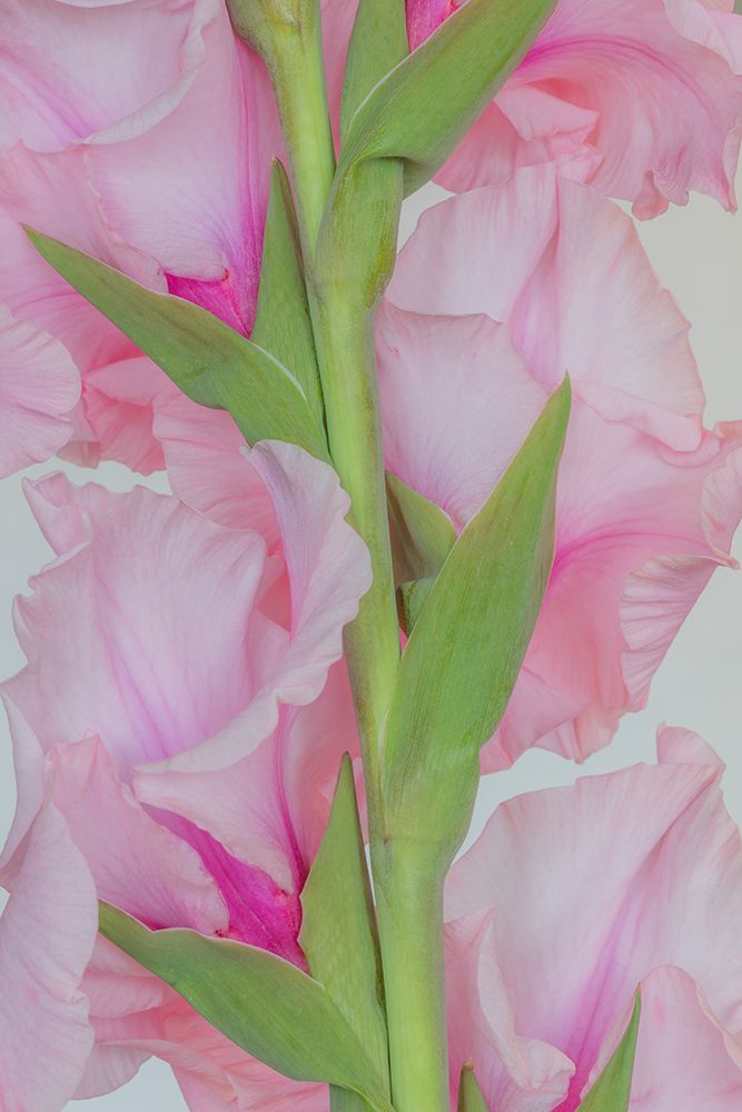 USA, Washington State, Seabeck. Gladiola flowers and stem close-up. art print by Jaynes Gallery for $57.95 CAD