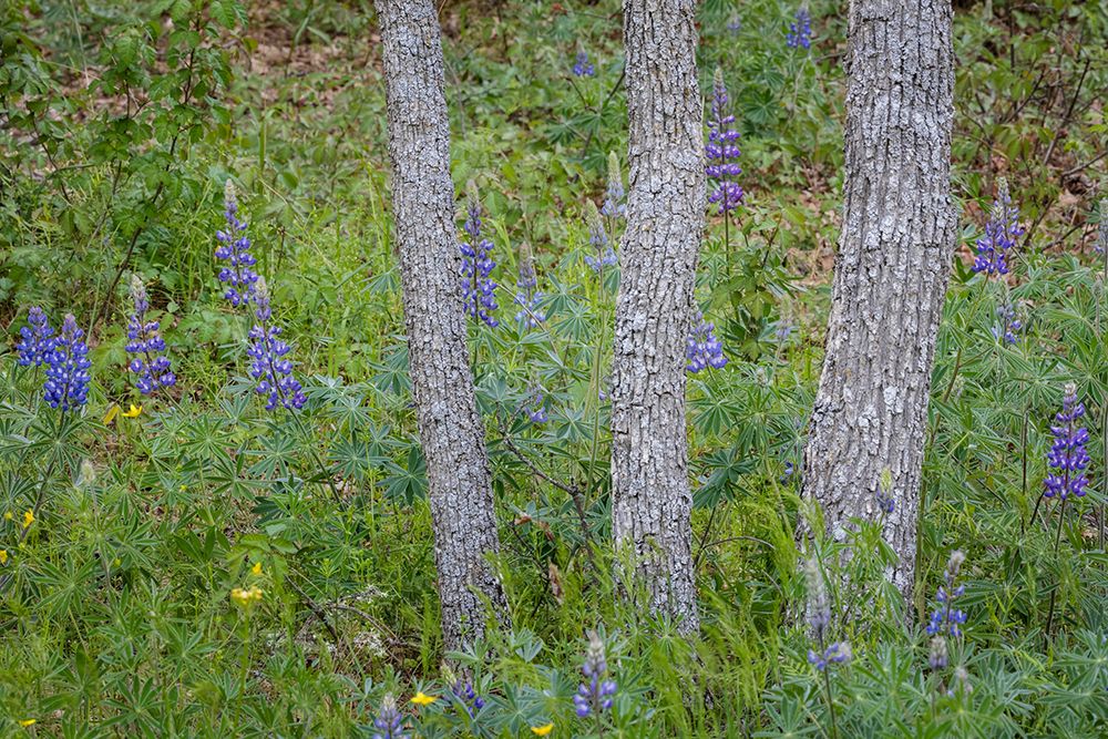 USA, Washington State, Columbia River Gorge Scenic Area. Scenic with oak trees and lupine flowers. art print by Jaynes Gallery for $57.95 CAD