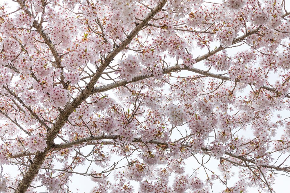 USA, Washington State, Seabeck. Cherry tree in bloom. art print by Jaynes Gallery for $57.95 CAD