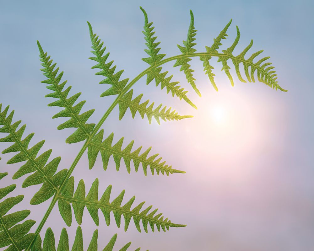 USA, Washington State, Seabeck. Close-up of bracken fern leaf. art print by Jaynes Gallery for $57.95 CAD