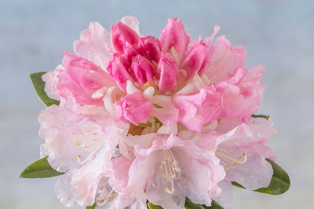 USA, Washington State, Seabeck. Rain water on pink rhododendron blossoms. art print by Jaynes Gallery for $57.95 CAD