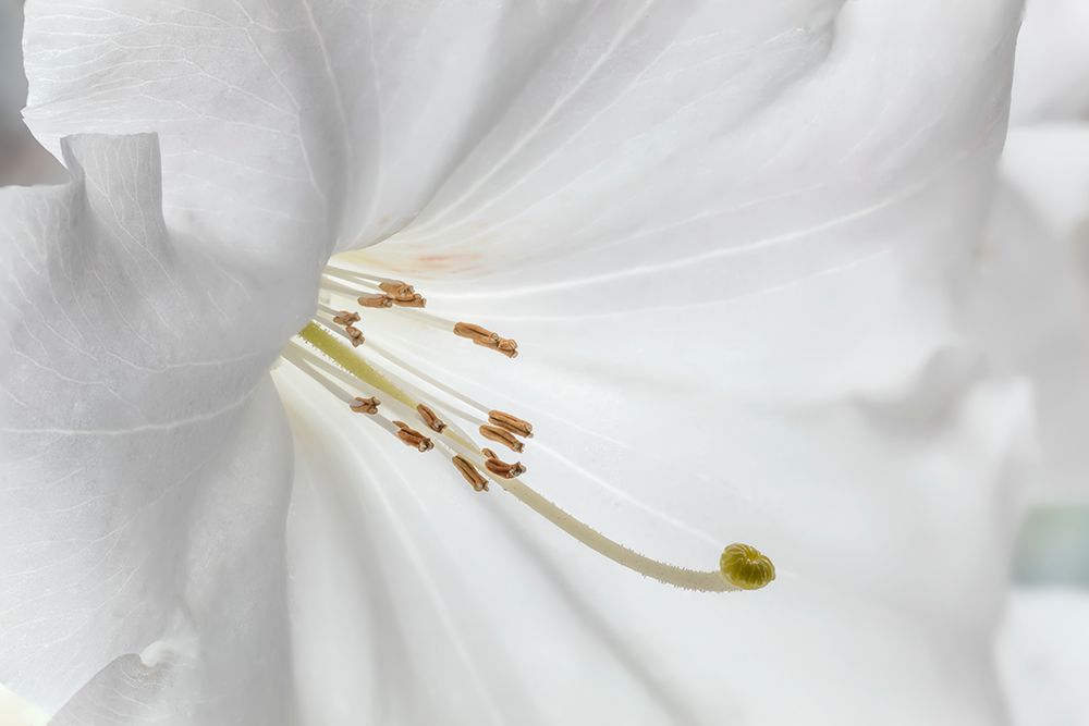 USA, Washington State, Seabeck. Close-up of white rhododendron blossom. art print by Jaynes Gallery for $57.95 CAD