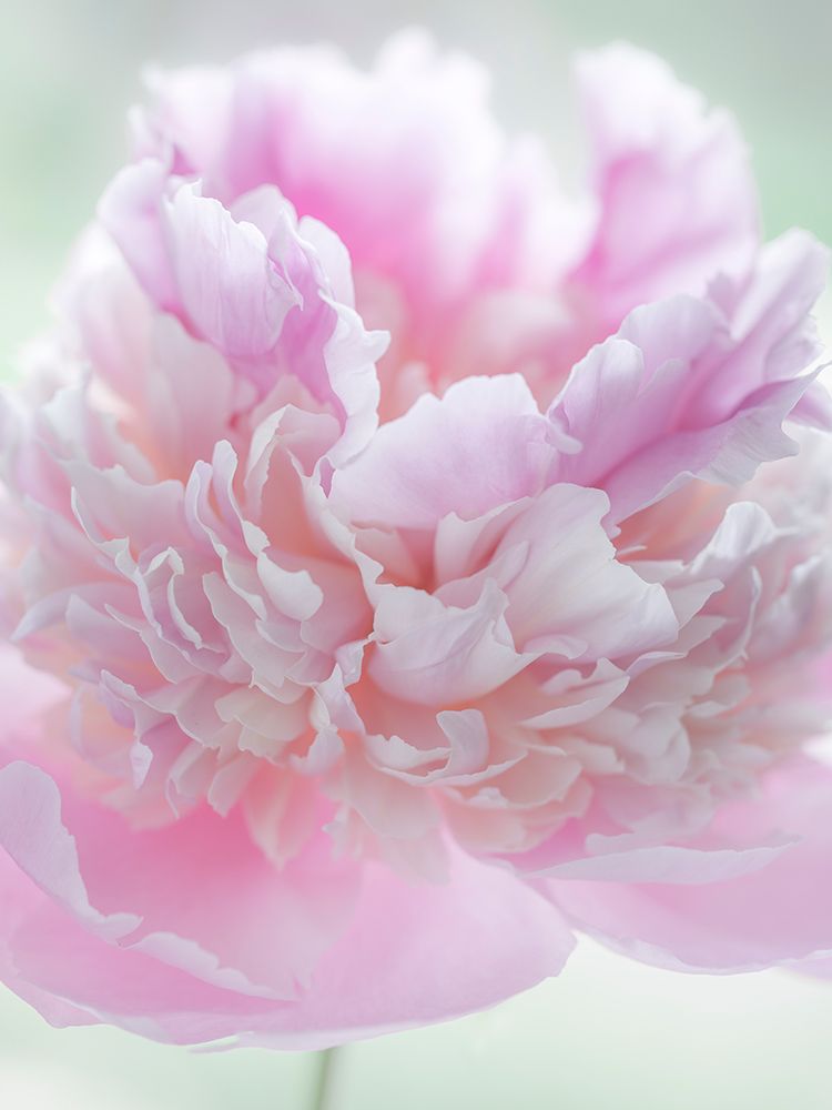 USA, Washington State, Seabeck. Pink peony blossom close-up. art print by Jaynes Gallery for $57.95 CAD