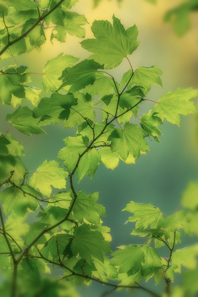 USA, Washington State, Seabeck. Vine maple leaves in summer. art print by Jaynes Gallery for $57.95 CAD
