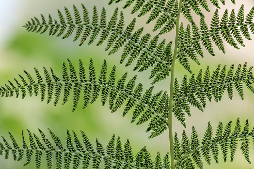 USA, Washington State, Seabeck. Underside of a Lady Fern, Washington State, Seabeck art print by Jaynes Gallery for $57.95 CAD