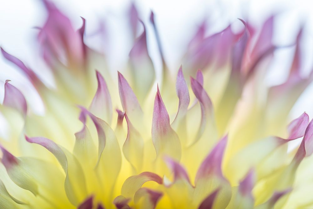 USA, Washington State, Seabeck. Dahlia blossom abstract. art print by Jaynes Gallery for $57.95 CAD