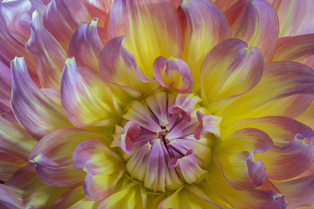 USA, Washington State, Seabeck. Dahlia blossom close-up. art print by Jaynes Gallery for $57.95 CAD
