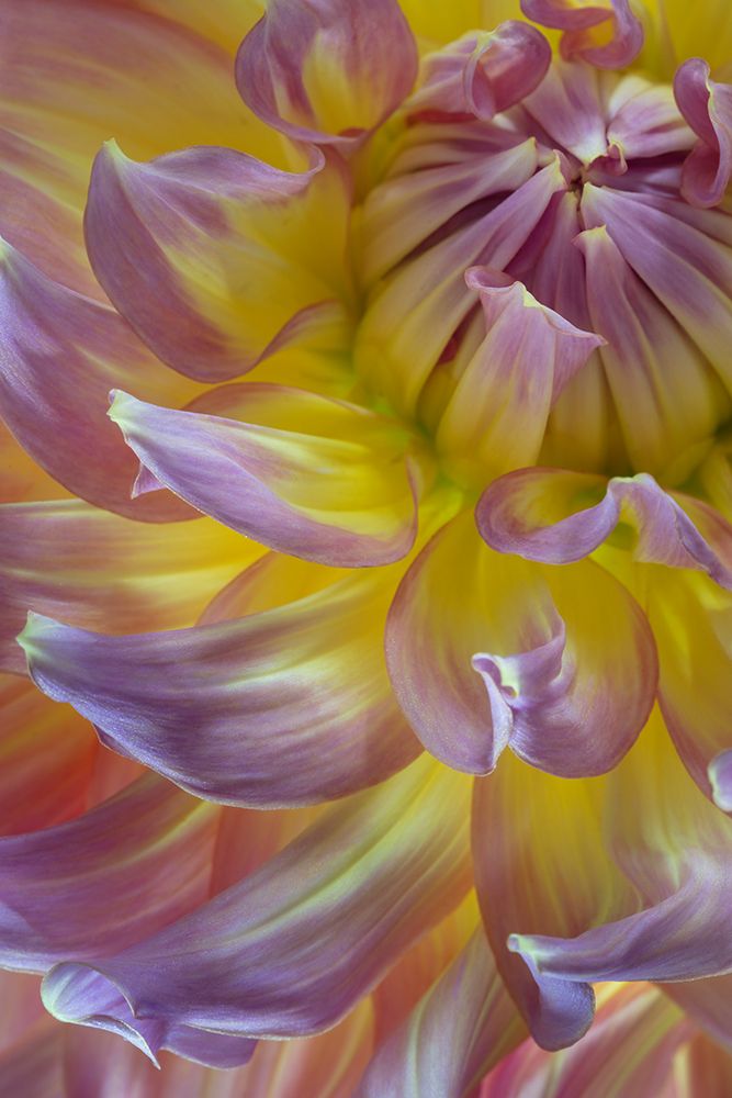 USA, Washington State, Seabeck. Dahlia blossom close-up. art print by Jaynes Gallery for $57.95 CAD